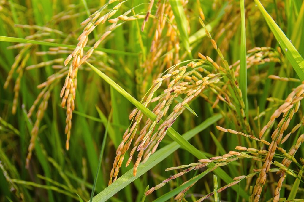 rice, ears of rice, golden color-1594612.jpg